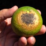Produtores de laranja usam ‘protetor solar’ nas plantas para evitar prejuízos com calor excessivo no interior de SP