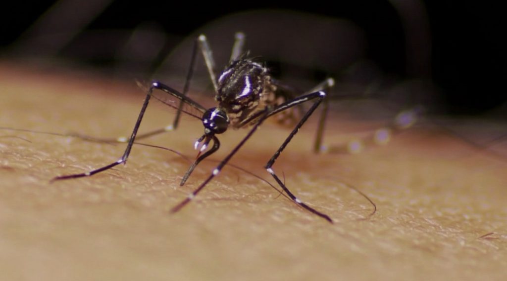Sumaré confirma 1ª morte por dengue em 2024; região chega a 29 óbitos
