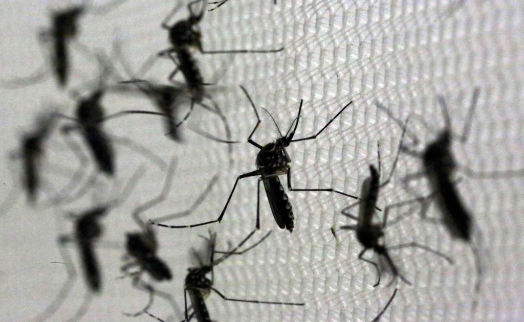 Com novos registros em São José dos Campos, Jacareí e São Luiz do Paraitinga, região chega a 164 mortes por dengue em 2024; veja balanço
