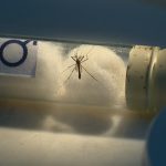 Piraju confirma quarta morte por dengue em 2024