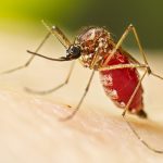 Estado de SP registra mais de 1 milhão de casos de dengue em 2024