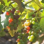 Produtores colhem uva em várias épocas do ano em Jundiaí