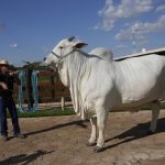Por que uma vaca brasileira se tornou a mais cara do mundo