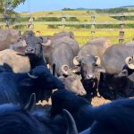Inseminação de graça ajuda a melhorar genética do rebanho de búfalos