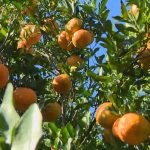 Produção de tangerina cai, mas tamanho e qualidade dos frutos aumentam no ES